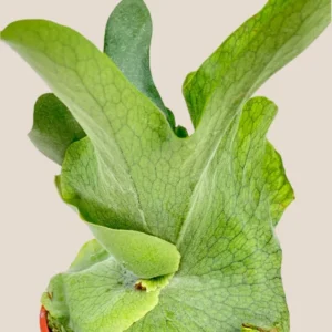 Platycerium grande Moose Horn Fern Rooted Plant 3 inch Pot Epiphytic Fern