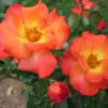 Playboy Rose Live Plant - Orange Yellow Flower - Floribunda Rose