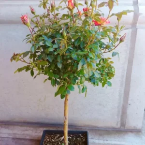 Playboy Rose Live Plant - Orange Yellow Flower - Floribunda Rose