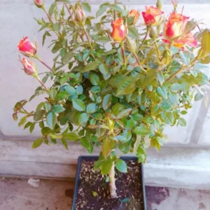 Playboy Rose Live Plant - Orange Yellow Flower - Floribunda Rose