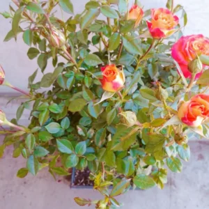 Playboy Rose Live Plant - Orange Yellow Flower - Floribunda Rose