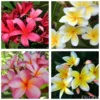 Plumeria Cutting Collection - 4 Variety Pack 15 to 20" + Free Seeds