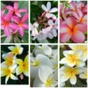 Plumeria Cutting Collection - 6 Pack Tropical Plant Cuttings 15 to 20 inch - Assorted