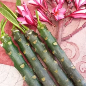 Plumeria Cutting Collection - 6 Pack Tropical Plant Cuttings 15 to 20 inch - Assorted