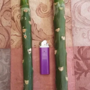 Plumeria Cutting Collection - 6 Pack Tropical Plant Cuttings 15 to 20 inch - Assorted