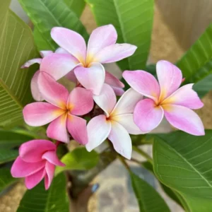Plumeria Cuttings 2-Pack Light Pink Frangipani Unrooted 12 Inch - Ready to Root