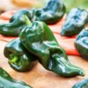 Poblano Pepper Plants - Set of 4 Hot Pepper Plants 4-6 Inch Tall