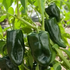Poblano Pepper Plants - Set of 4 Hot Pepper Plants 4-6 Inch Tall