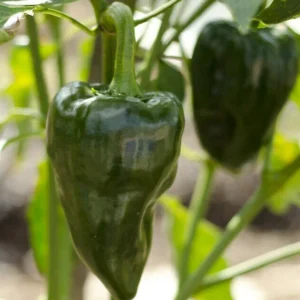 Poblano Pepper Plants - Set of 4 Hot Pepper Plants 4-6 Inch Tall