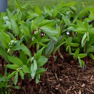 Polygonatum Odoratum Ruby Slipper Solomon's Seal - 5.25