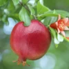 Pomegranate Fruit Tree - Wonderful Potted Fruit Tree - 3 Gallon Pot - Red Fruit