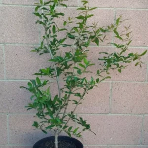 Pomegranate Fruit Tree - Wonderful Potted Fruit Tree - 3 Gallon Pot - Red Fruit