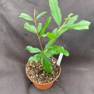 Pomegranate Plant Punica granatum Afganski - 3