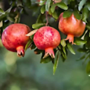 Pomegranate Wonderful Punica Granatum Fruit Tree - 3 Edible Starter Plants Perennial