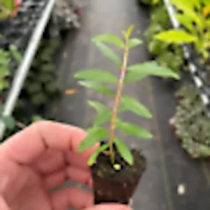 Pomegranate Wonderful Punica Granatum Fruit Tree - 3 Edible Starter Plants Perennial