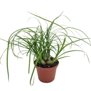 Ponytail Palm Plant 2.5