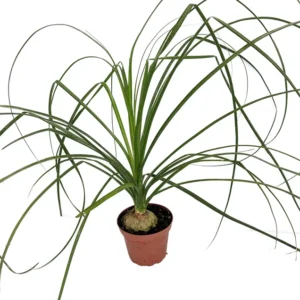 Ponytail Palm Plant 2.5