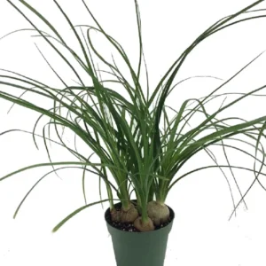 Ponytail Palm Plant 2.5