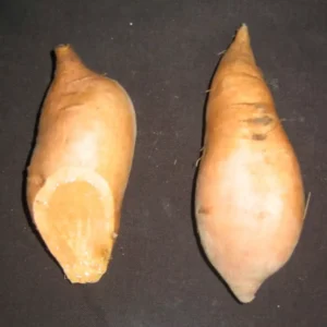 Porto Rico Sweet Potato Slips - 10 Bunch Orange Sweet Potatoes Bush Plants