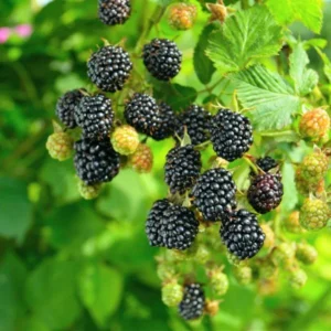 Prime Ark 45 Blackberry Plant - 3 Bare Root Primocane Rubus Starter Fruit Bush