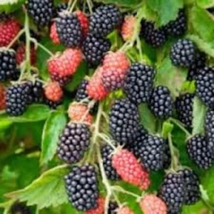 Prime Ark 45 Blackberry Plant - 3 Bare Root Primocane Rubus Starter Fruit Bush
