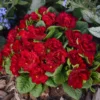 Primula Belarina Valentine Perennial Plant 5.25" Pot Red Primrose