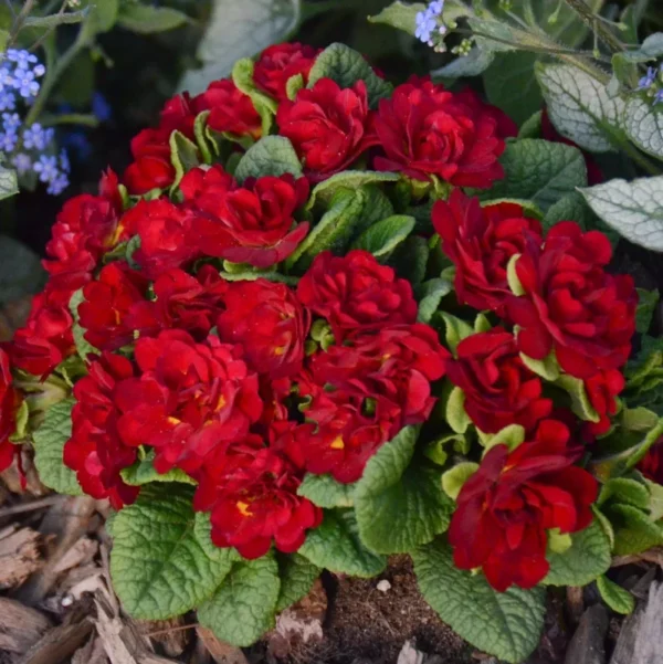 Primula Belarina Valentine Perennial Plant 5.25" Pot Red Primrose