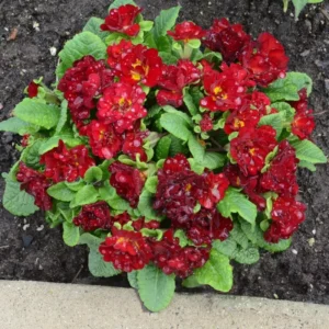 Primula Belarina Valentine Perennial Plant 5.25