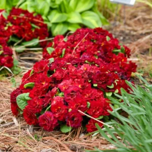 Primula Belarina Valentine Perennial Plant 5.25