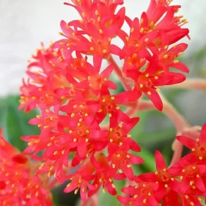 Propeller Plant - Crassula Falcata Succulent - 2.5