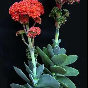 Propeller Plant - Crassula Falcata Succulent - 2.5