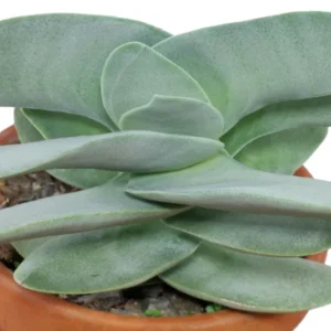 Propeller Plant - Crassula Falcata Succulent - 2.5