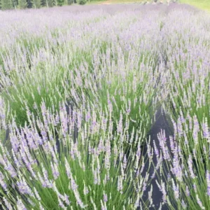 Provence Lavender Live Plant - Healthy Starter - Fragrant French Lavender Herb