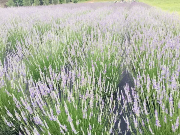 Provence Lavender Live Plant - Healthy Starter - Fragrant French Lavender Herb