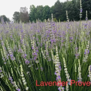 Provence Lavender Live Plant - Healthy Starter - Fragrant French Lavender Herb