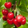 Prunus Japonica Cherry Tree - Joe Bush Variety - Gallon Pot Size