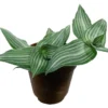 Puppy Ears Plant Callisia elegans 2.5" Pot Houseplant Terrarium Fairy Garden