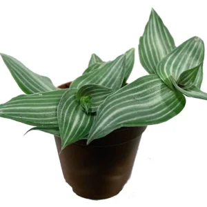Puppy Ears Plant Callisia elegans 2.5