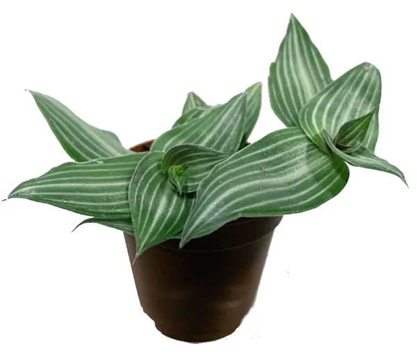 Puppy Ears Plant Callisia elegans 2.5" Pot Houseplant Terrarium Fairy Garden