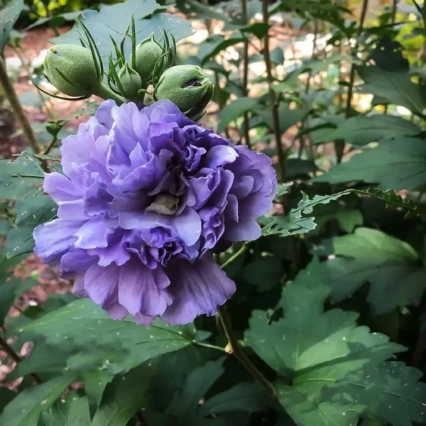 Purple Althea Rose of Sharon Bare Root Shrubs - 2 Pack - 11-22 Inches