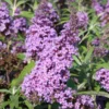 Purple Buddleja Davidii Buzz Butterfly Bush Live Plant Healthy Starter Shrub