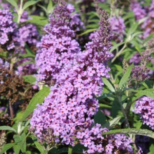Purple Buddleja Davidii Buzz Butterfly Bush Live Plant Healthy Starter Shrub