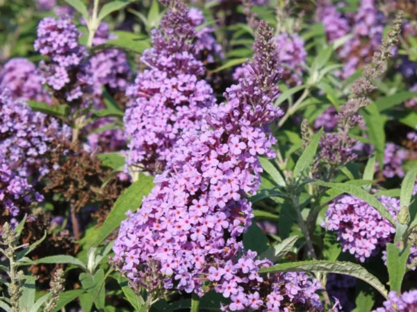 Purple Buddleja Davidii Buzz Butterfly Bush Live Plant Healthy Starter Shrub