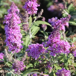 Purple Buddleja Davidii Buzz Butterfly Bush Live Plant Healthy Starter Shrub