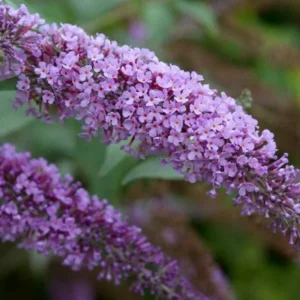 Purple Buddleja Davidii Buzz Butterfly Bush Live Plant Healthy Starter Shrub