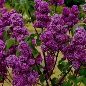 Purple Lilac Tree Bare Roots - 5 Syringa Vulgaris Flowering Shrub 8-12 Inch