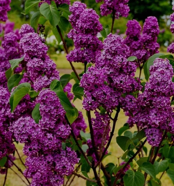 Purple Lilac Tree Bare Roots - 5 Syringa Vulgaris Flowering Shrub 8-12 Inch