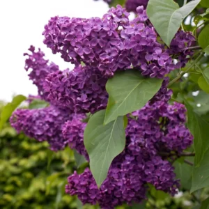 Purple Lilac Tree Bare Roots - 5 Syringa Vulgaris Flowering Shrub 8-12 Inch