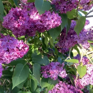 Purple Lilac Tree Bare Roots - 5 Syringa Vulgaris Flowering Shrub 8-12 Inch