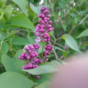 Purple Lilac Tree Bare Roots - 5 Syringa Vulgaris Flowering Shrub 8-12 Inch